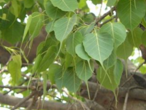 ������Ƥ�Ĺ�Ч������