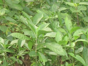 �������Ĺ�Ч������