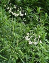 �����Ĺ�Ч������