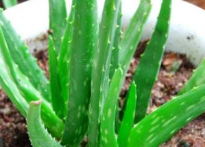 ������ҽ����Сƫ��