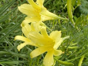 ��ʸ�˵Ĺ�Ч������