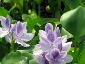 �������Ĺ�Ч������