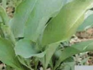 ����ݭ���Ĺ�Ч������