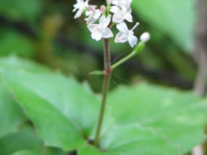 ��ɽ¶��ݵĹ�Ч������