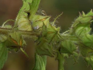 ��Ѫ���Ĺ�Ч������