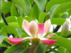 �컨ľ���Ĺ�Ч������