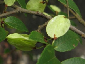 ����Ƥ�Ĺ�Ч������