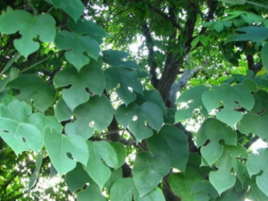 �����Ĺ�Ч������