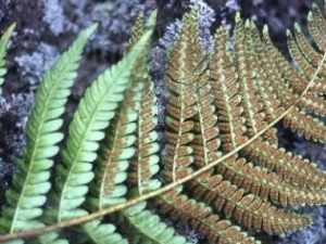 �ȿ���ëާ�Ĺ�Ч������