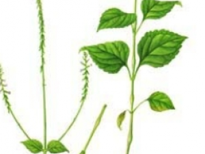 ��͸�ǲݵĹ�Ч������