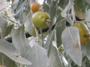 �켦����Ĺ�Ч������