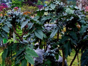 ����ľ�Ĺ�Ч������