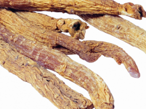 ɽҩ��Ӽ�������������Ƣ