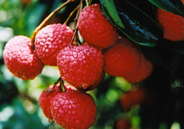 ��֦ʳ��ҩ�ŷ�