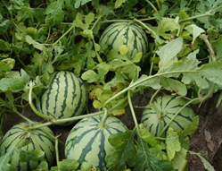 ����ʳ�Ʒ���ѡ