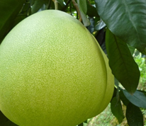 ����ʳ�Ʒ���ѡ