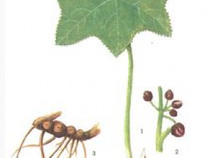 С�Y��ֲ��˽���