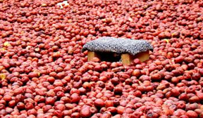 ����������ˮ�Ĺ�Ч