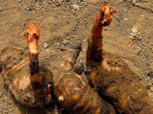 ��Ͳ�ӵĹ�Ч������