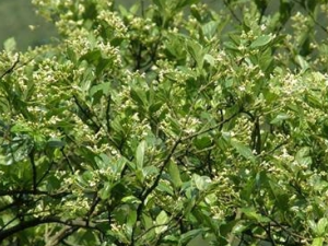 ���ƾ�Ҷ�Ĺ�Ч������