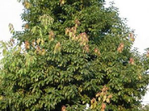 ����Ҷ�Ĺ�Ч������