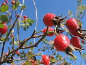 ��ݮ���Ĺ�Ч������