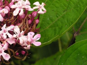 ��ǽ��Ĺ�Ч������