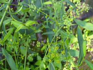 ������ҩ���