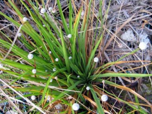 ������ҩ�Ⱦ���