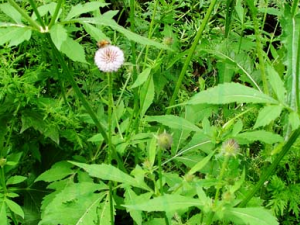 ������ҩ���ϸ���