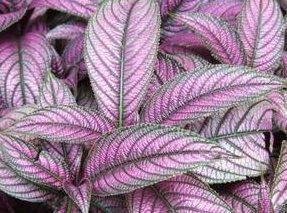 �챳�����Ĺ�Ч������