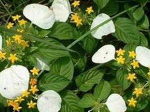 �����Ĺ�Ч������