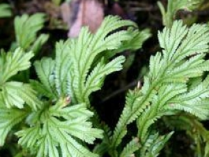 �ذ�֦�Ĺ�Ч������