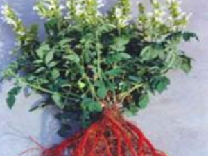 ��Ѫ����������