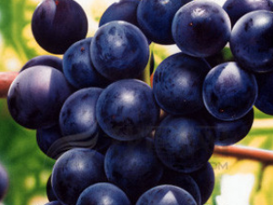 �Լ�����ţ��Ӫ��Ҳ����