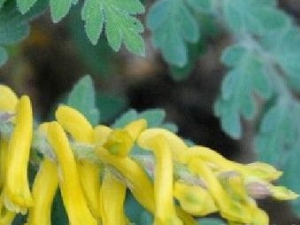 �������Ĺ�Ч������