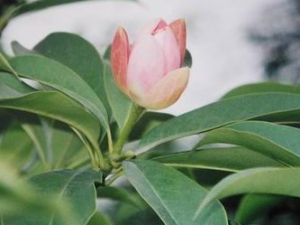 ����ӵĹ�Ч������