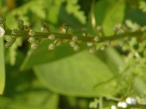 ������ƵĹ�Ч������