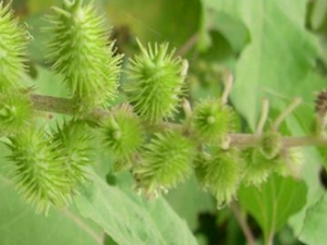 �Զ����Ĺ�Ч������