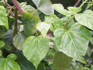 ��������Ҷ�Ĺ�Ч������