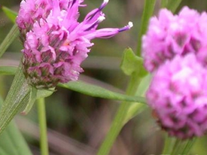 ��ë�յĹ�Ч������