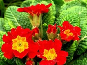 �ر����Ĺ�Ч������