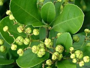 ��Ҷ骵Ĺ�Ч������