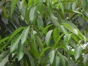 ����ʯ�¾��Ĺ�Ч������