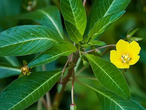 ����ޤ���Ĺ�Ч������