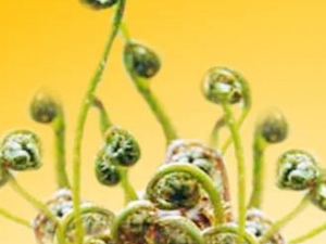 ��Ҷ���ާ�Ĺ�Ч������