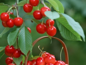 ��Ƣ��θ��ʳ������Щ