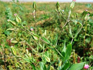 ������ҩ��������