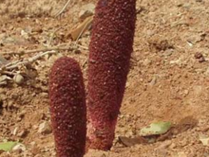 �ٳ�����ҩ����