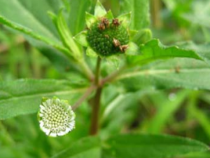 �տƲݱ�ֲ��ī����